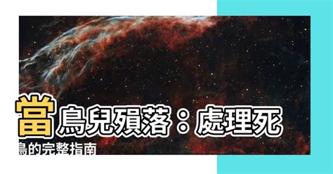 死鳥處理|死掉的鳥怎麼處理？